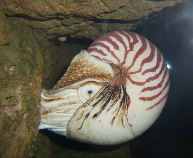 Подкласс Nautiloidea наутилоидеи