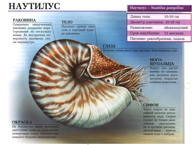 Nautilus Pompilius внешний вид моллюска