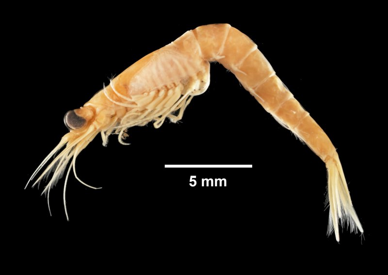 A. longiremis (Lilljeborg, 1853)