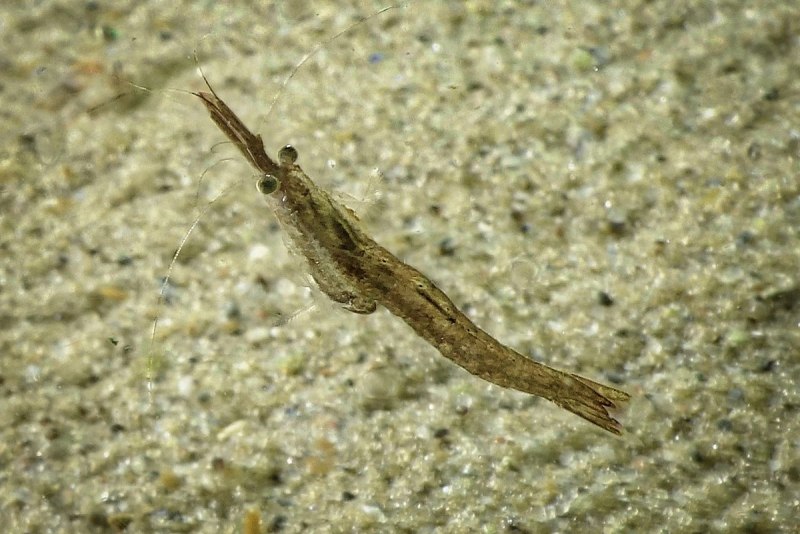 Mysid Shrimp