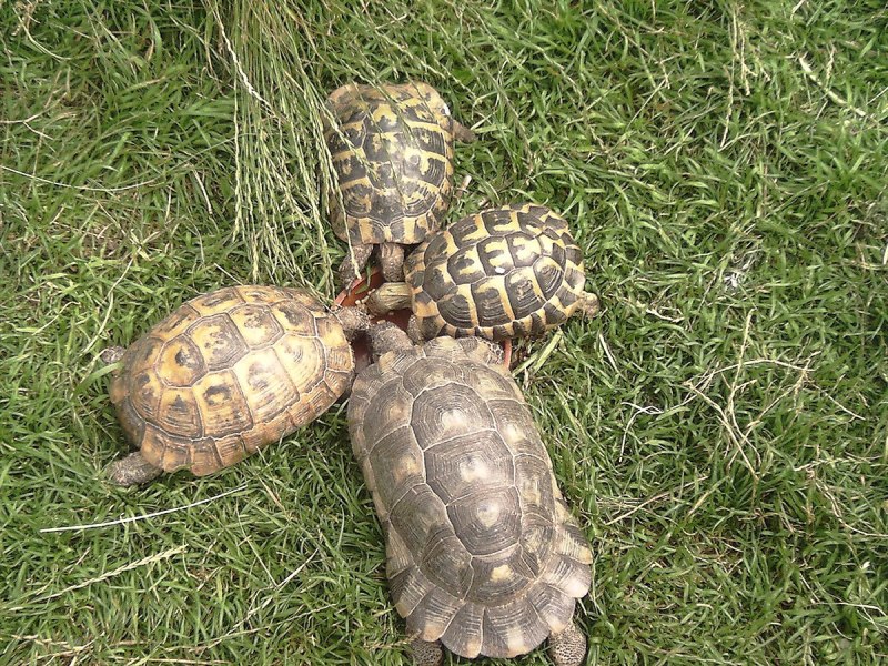 Testudo Hermanni boettgeri