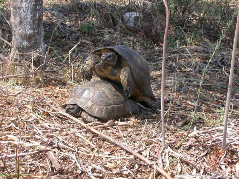 Testudo marginata marginata