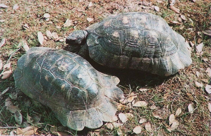 Testudo marginata