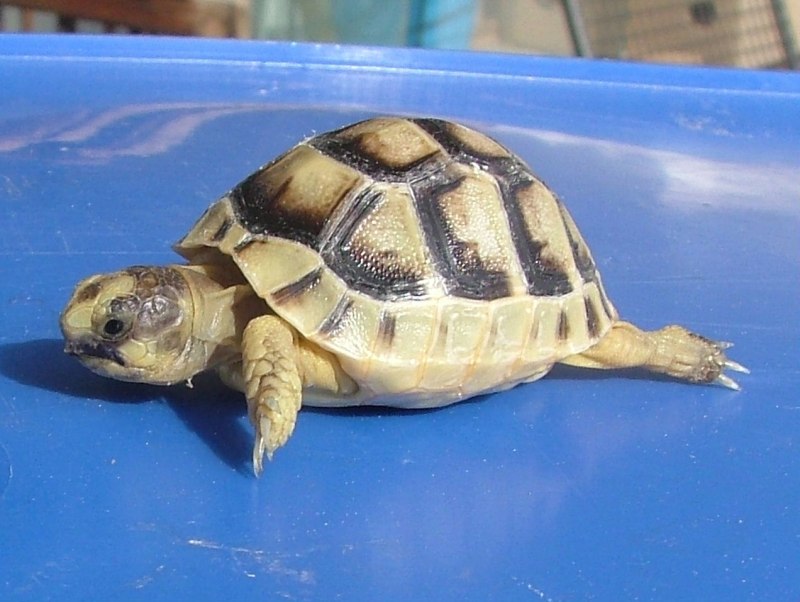 Testudo marginata
