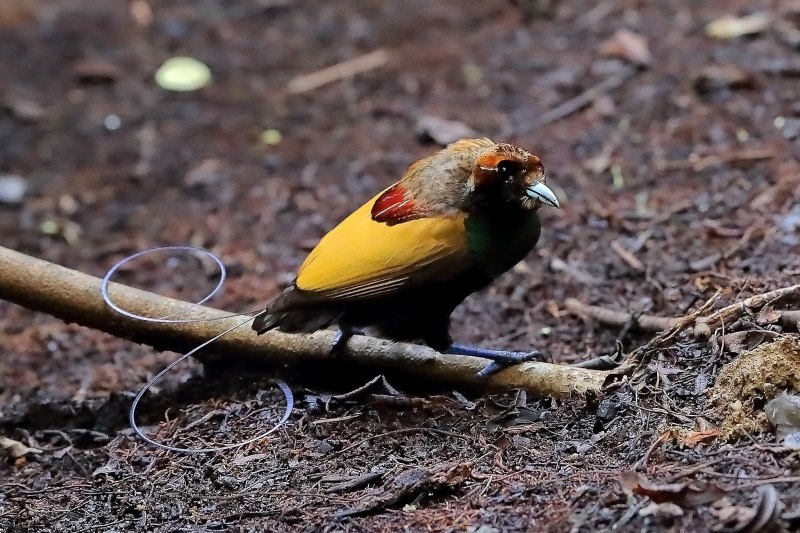 Diphyllodes magnificus