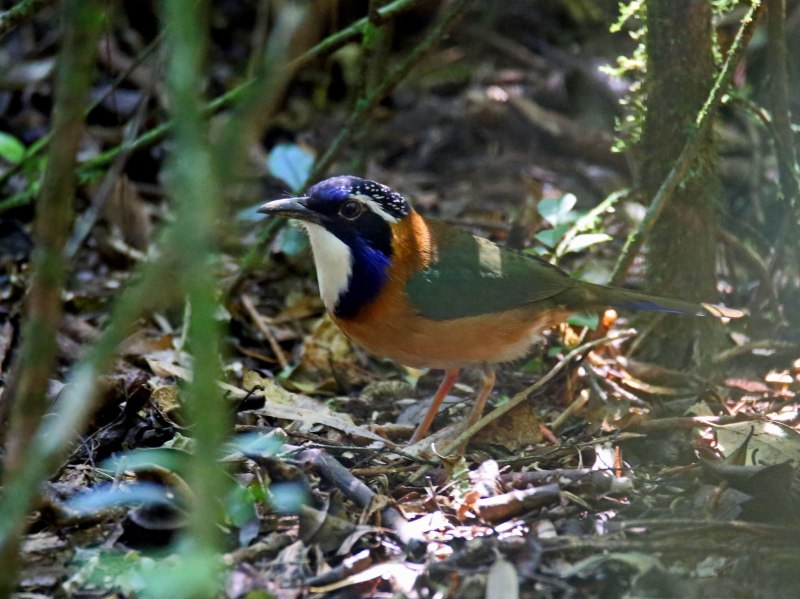 Atelornis pittoides