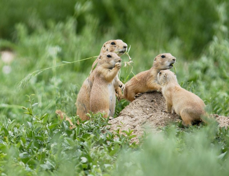 Prairie Dog — Луговая собачка