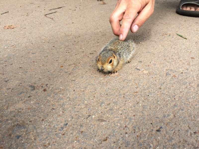 Суслик в дупле