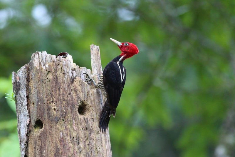 Campephilus dalquesti