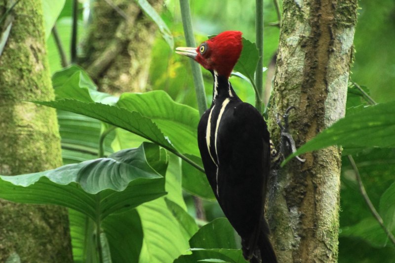 Golden-billed Woodpecker dish