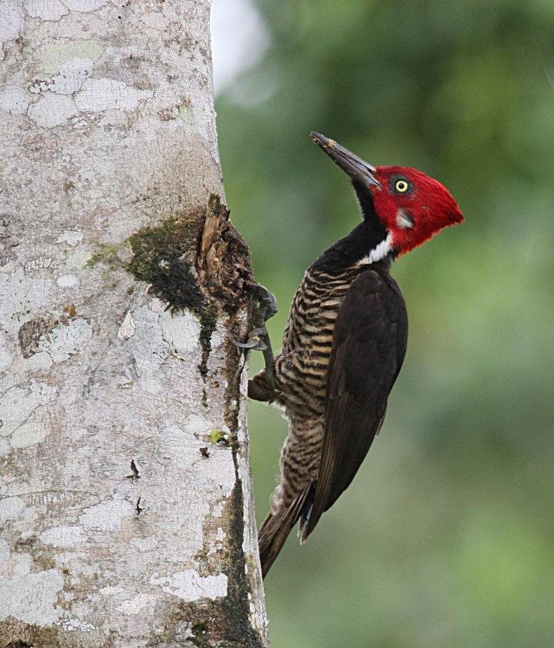 Campephilus gayaquilensis