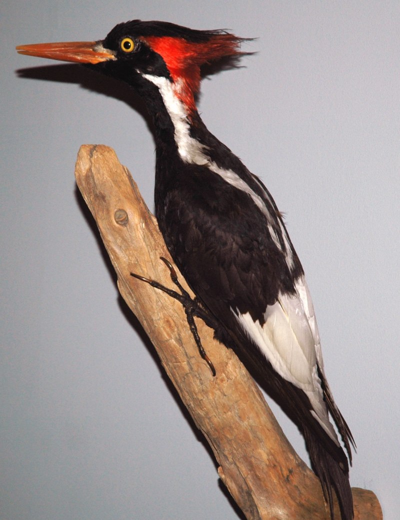 Императорский дятел (Campephilus Imperialis)