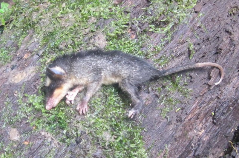 Anderson four-eyed Opossum