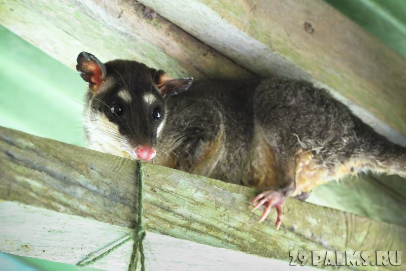 Is Wild opposum Dangerous