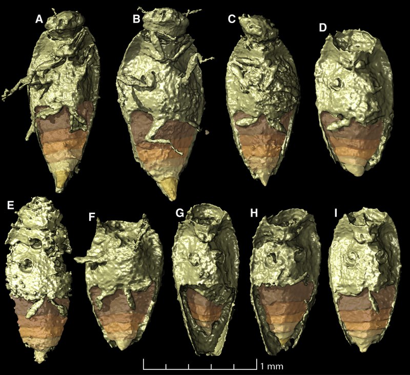 Triamyxa coprolithica.