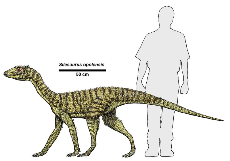 Silesaurus opolensis