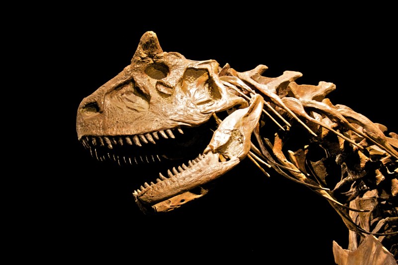 Carnotaurus скелет
