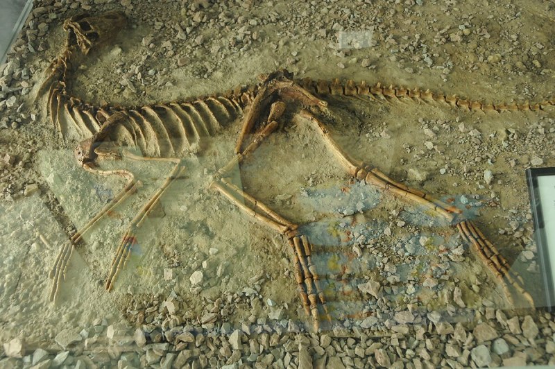Silesaurus opolensis