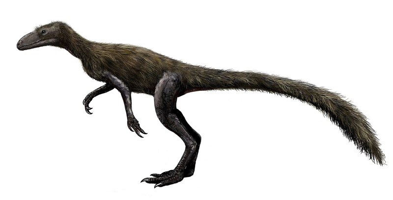 Lagosuchus talampayensis
