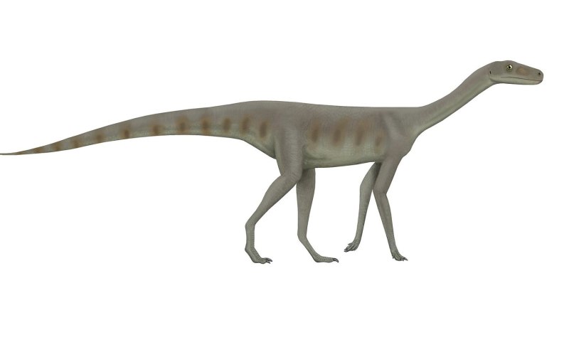 Teleocrater rhadinus