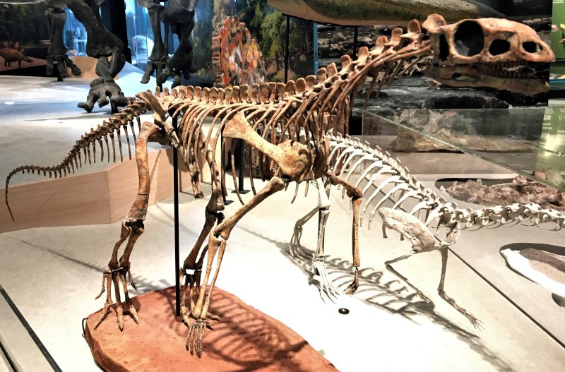 Asilisaurus Kongwe
