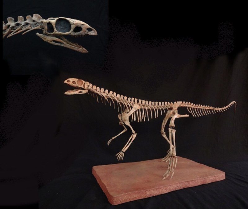 Asilisaurus Kongwe