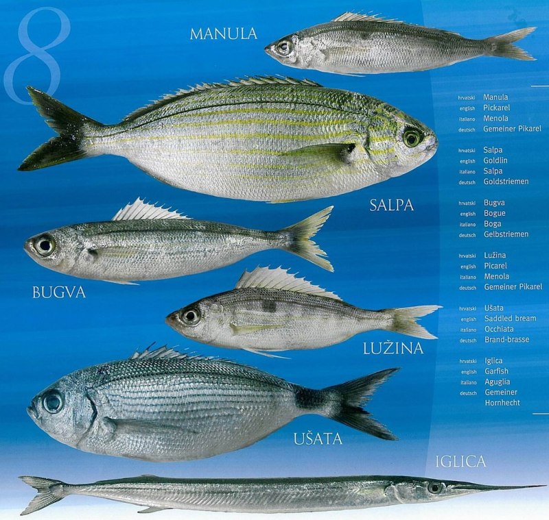 Съедобные рыбы Адриатического моря