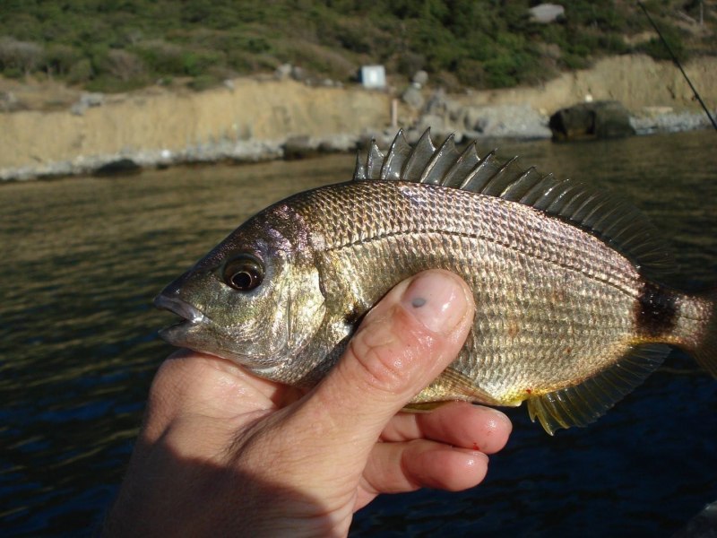 Морской окунь смарида