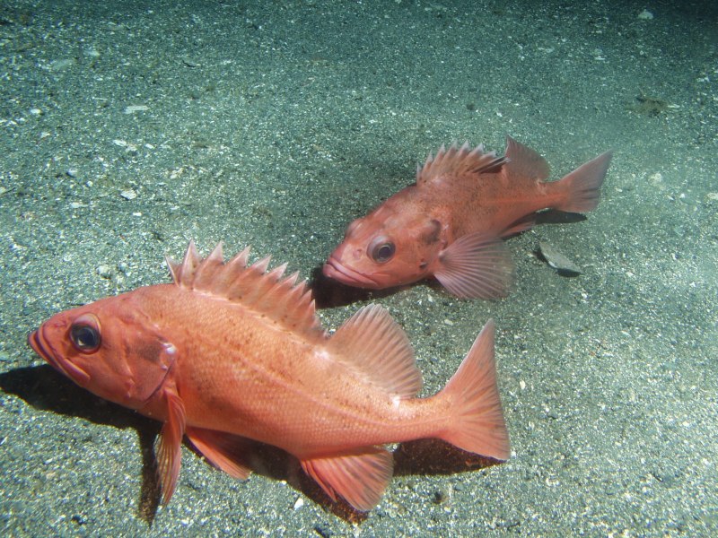 Алеутский морской окунь Sebastes aleutianus