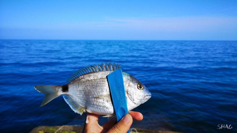 Морской карась дорадо