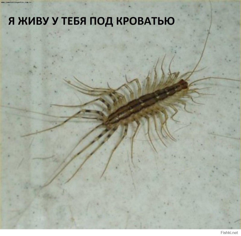 Чешуйница многоножка