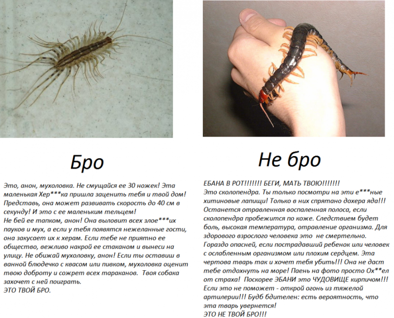 Сороконожка и сколопендра отличия