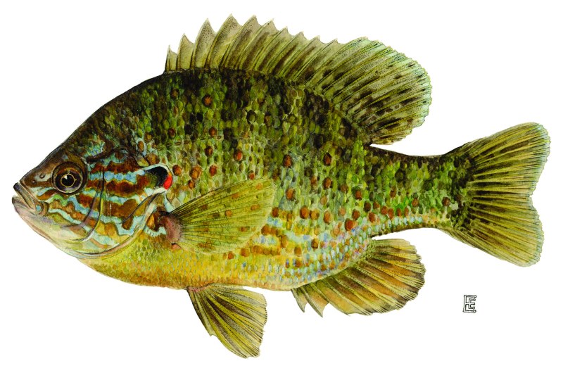 Lepomis gibbosus