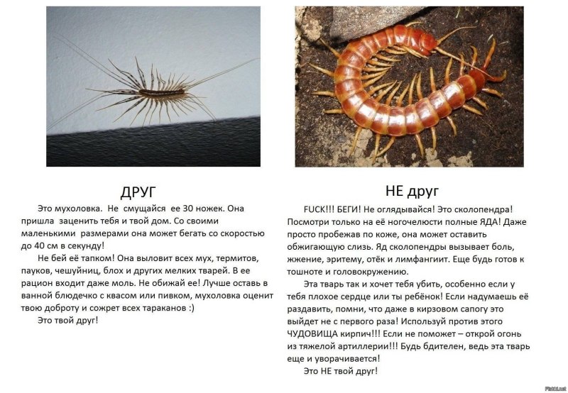 Отличие мухоловки от сороконожки