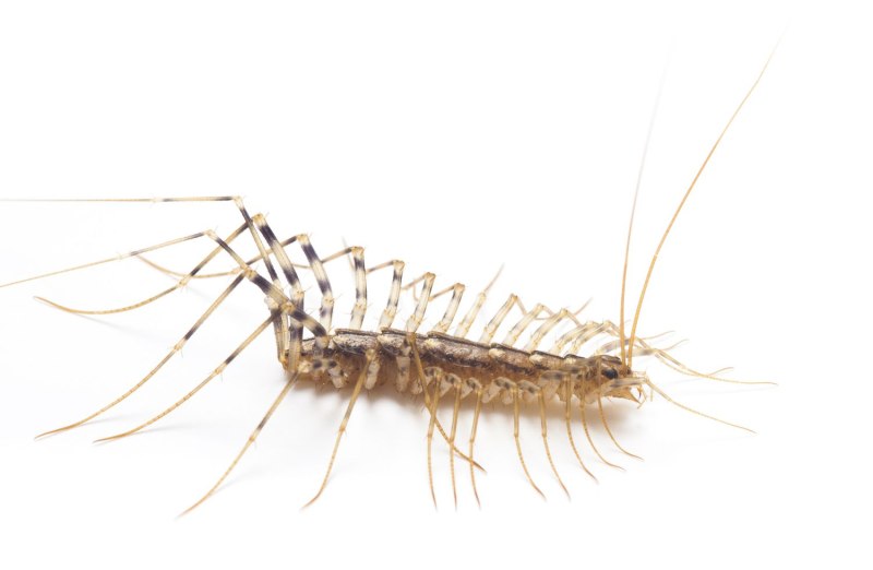 Обыкновенная мухоловка (Scutigera coleoptrata)