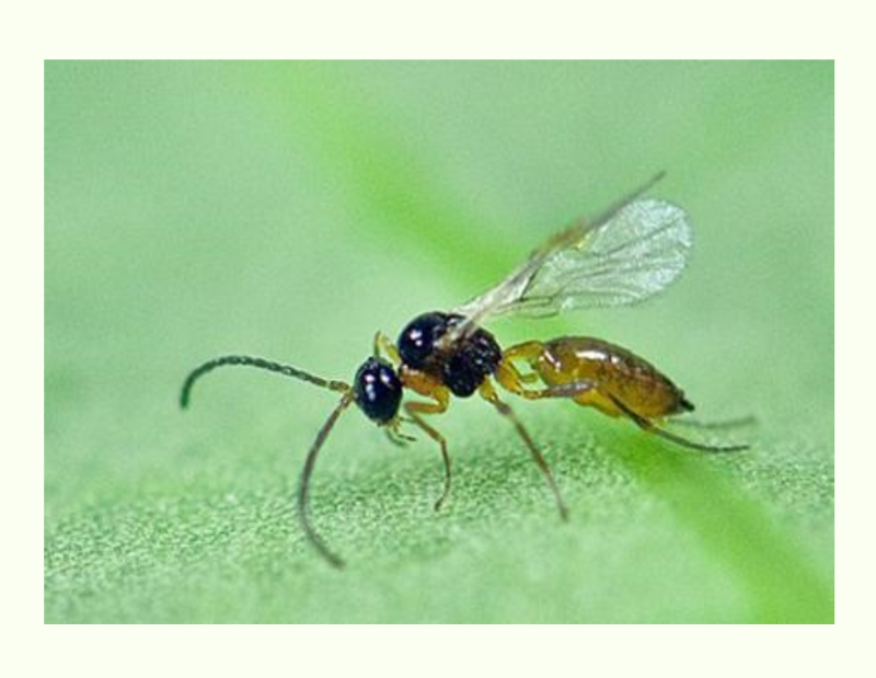 Афидиус колемани (Aphidius colemani)