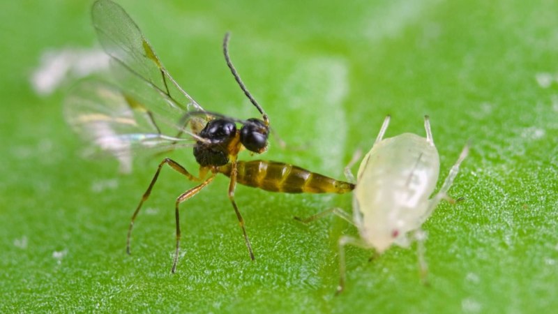 Афидиус колемани (Aphidius colemani)