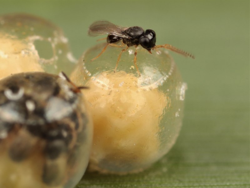 Telenomus chloropus