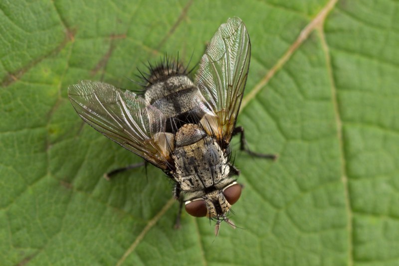 Griposta Drino