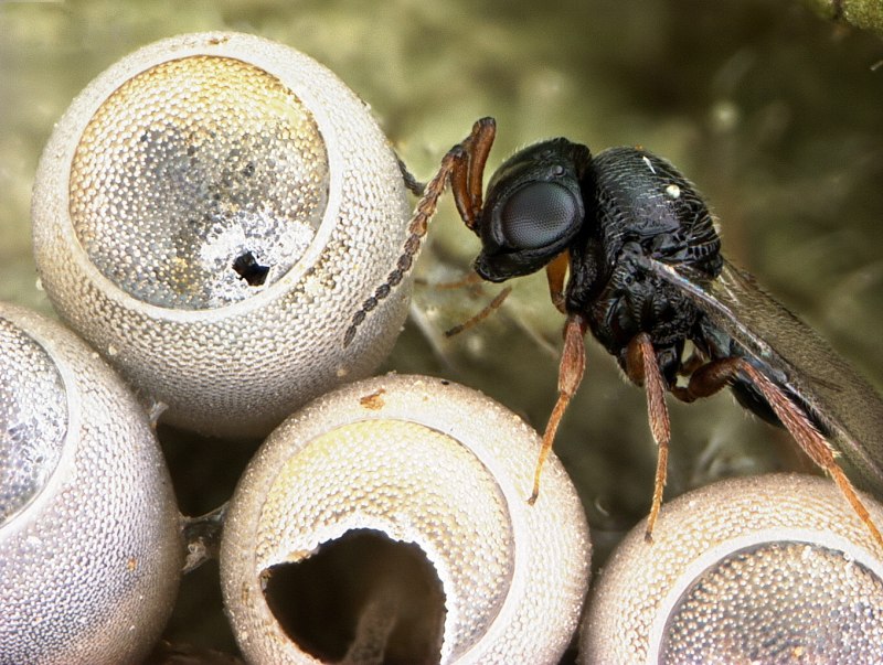 Trissolcus Grandis
