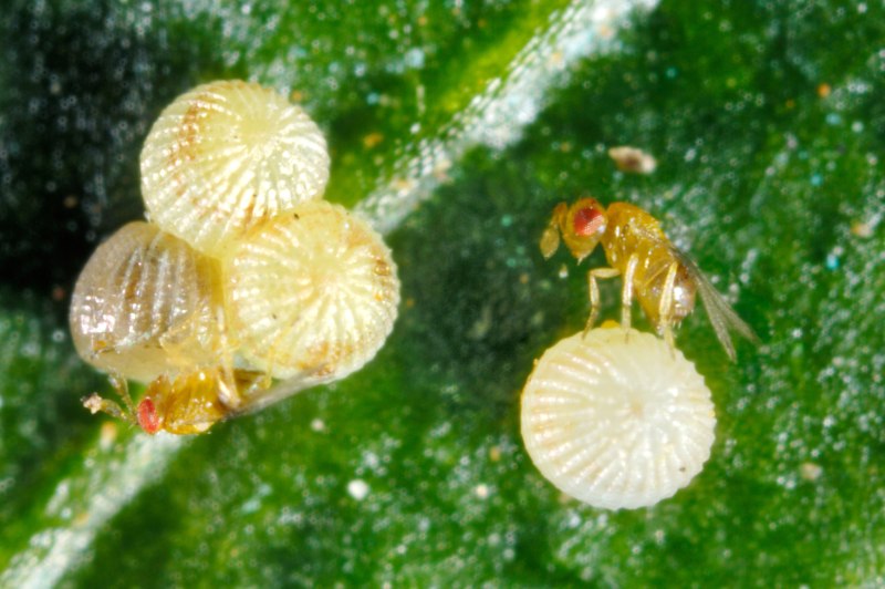 Trichogramma pintoi