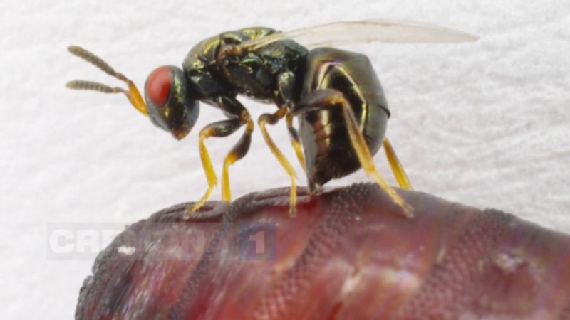 Trichogramma pintoi