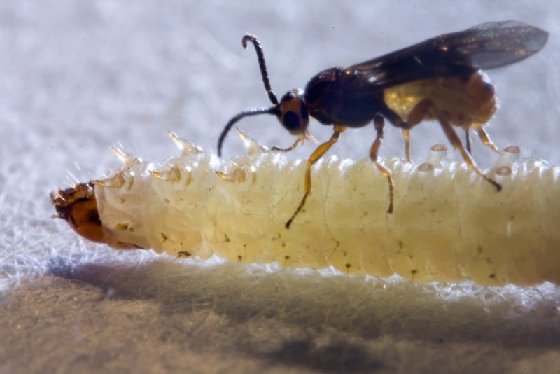 Habrobracon hebetor