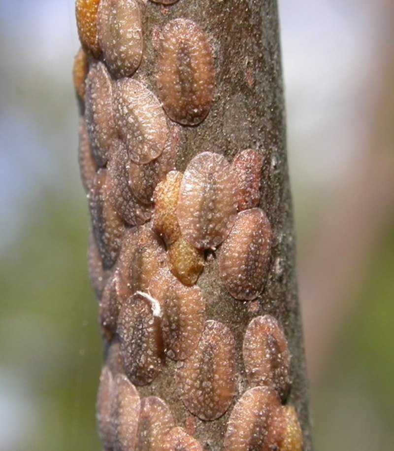 Ивовая щитовка Chionaspis salicis
