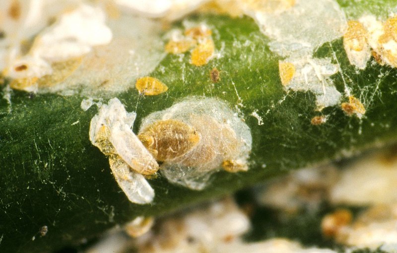 Тутовая щитовка Pseudaulacaspis Pentagona