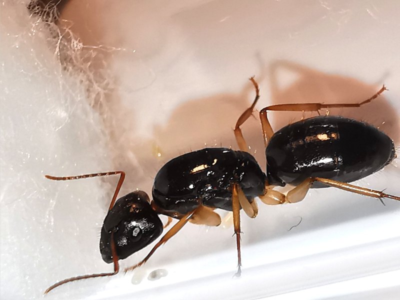 Camponotus sachalinensis