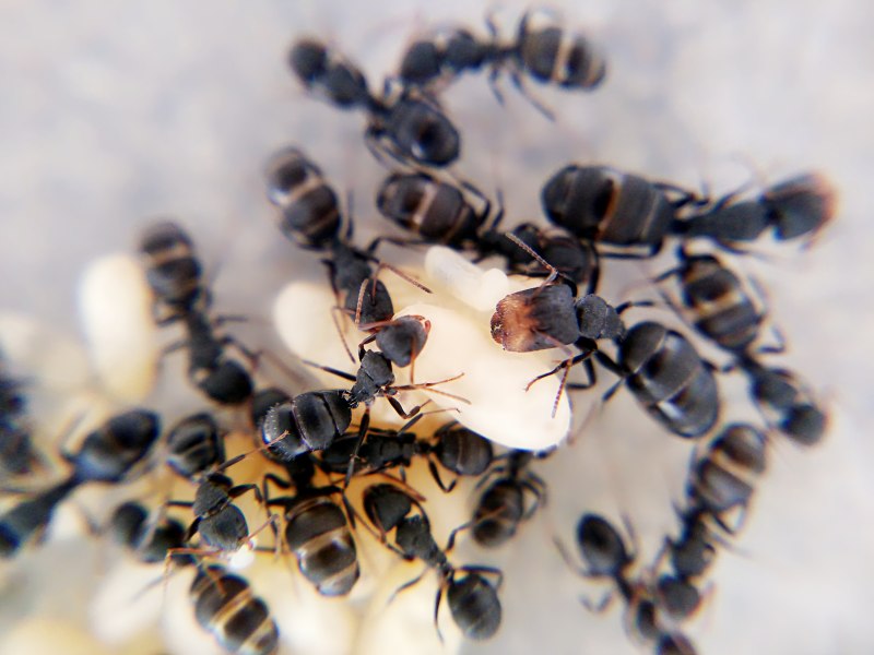 Camponotus lasiselene
