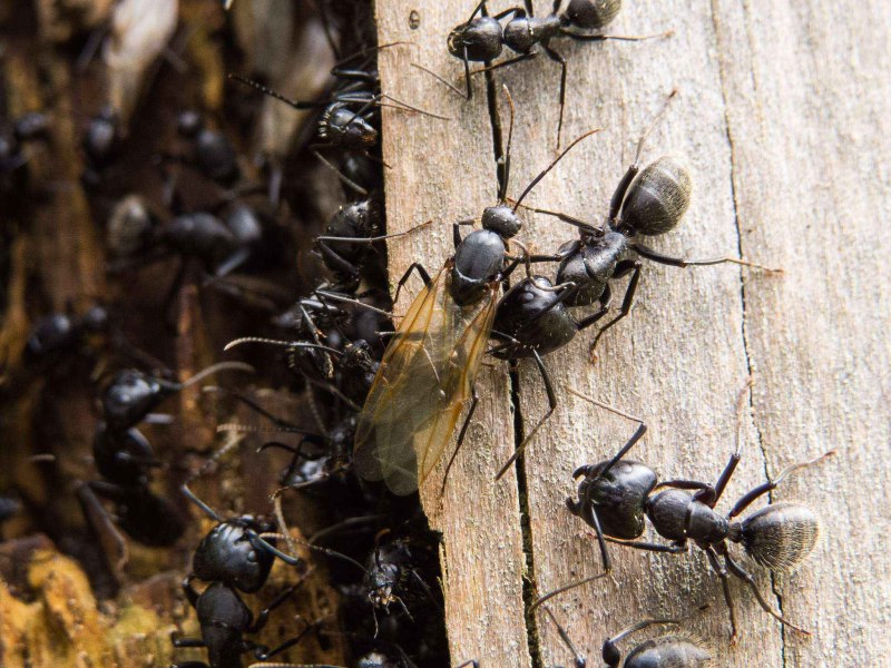 Муравьи-древоточцы (Camponotus)