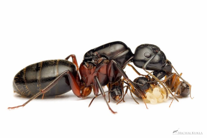 Муравьи Camponotus herculeanus