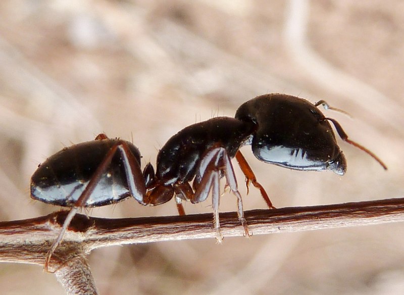 Camponotus sachalinensis
